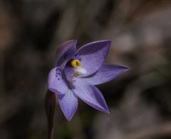Thelymitra × truncata