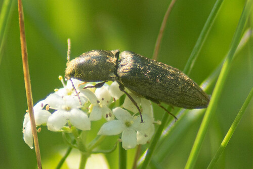 Chequered click beetle photo 2