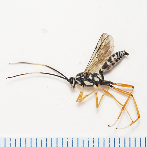 Listrognathus glomeratus