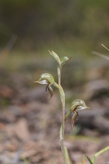 Pterostylis pusilla