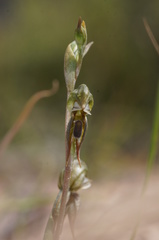 Pterostylis pusilla