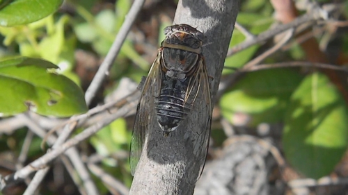 Atlantic Saltmarsh Cicada photo 2