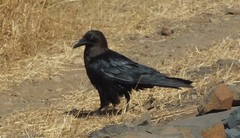 Corvus ruficollis