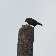 Aplonis striata striata