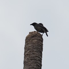 Aplonis striata striata