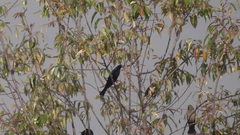 Molothrus bonariensis