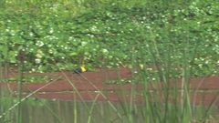 Chrysomus icterocephalus bogotensis