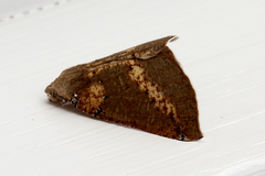 Cassythaphaga macarta