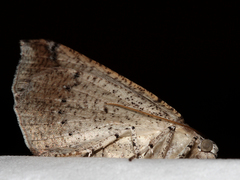 Cassythaphaga macarta