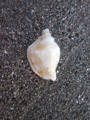 Ministrombus variabilis