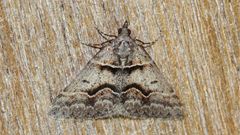 Dichromodes atrosignata