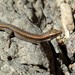 Fogo Island Skink - Photo (c) michi1, some rights reserved (CC BY-NC), uploaded by michi1