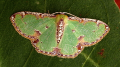Eucyclodes buprestaria