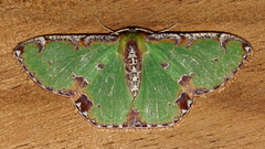 Eucyclodes buprestaria