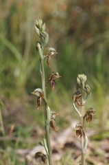 Pterostylis aciculiformis