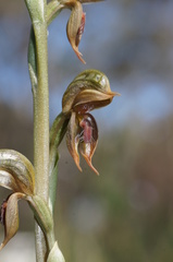 Pterostylis aciculiformis