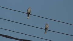 Mimus gilvus tolimensis