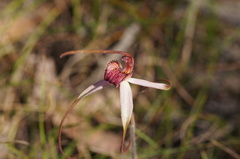 Caladenia fulva