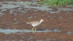 Tringa flavipes
