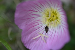 Acmaeoderini