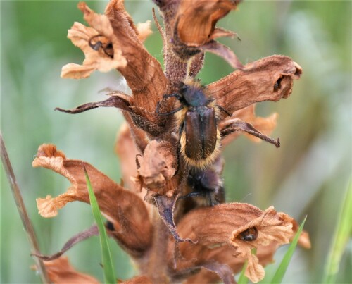 Pygopleurus transcaucasicus · iNaturalist