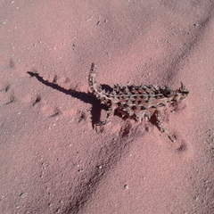 Moloch horridus