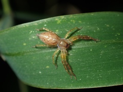 Thelcticopis