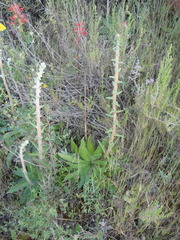 Dudleya lanceolata