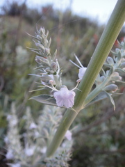 Salvia apiana