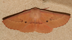 Monoctenia falernaria