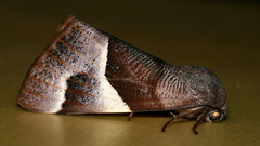 Niceteria macrocosma