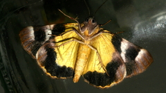 Niceteria macrocosma