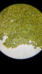 Haematococcus lacustris