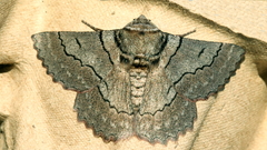 Hypobapta percomptaria