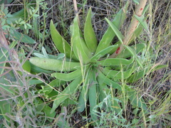 Dudleya lanceolata