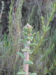 Dudleya lanceolata