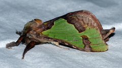 Aenetus moorei