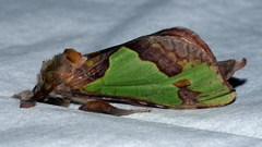 Aenetus moorei