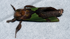 Aenetus moorei