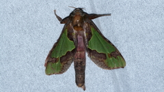 Aenetus moorei