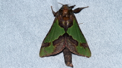 Aenetus moorei