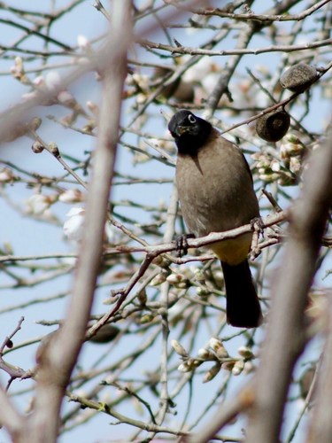 White-spectacled Bulbul (Pycnonotus xanthopygos), photo 2