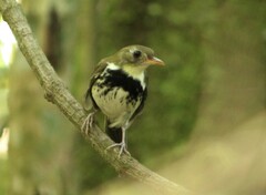 Southern Antpipit photo 4