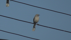 Mimus gilvus tolimensis