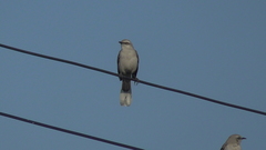 Mimus gilvus tolimensis