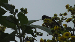 Spinus psaltria colombianus