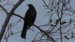 Turdus fuscater gigas