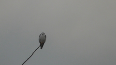 Elanus leucurus leucurus