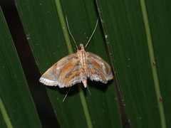 Eoophyla gibbosalis