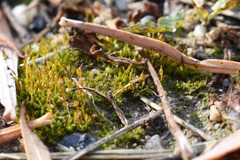 Pterygoneurum ovatum